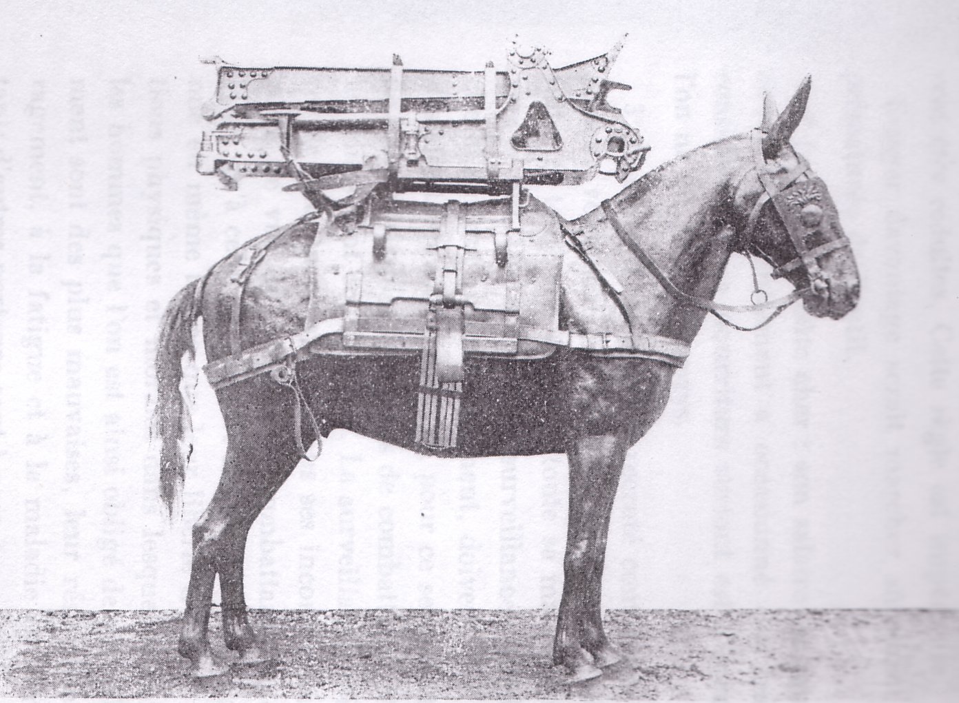 70mm carriage mounted on a pack mule