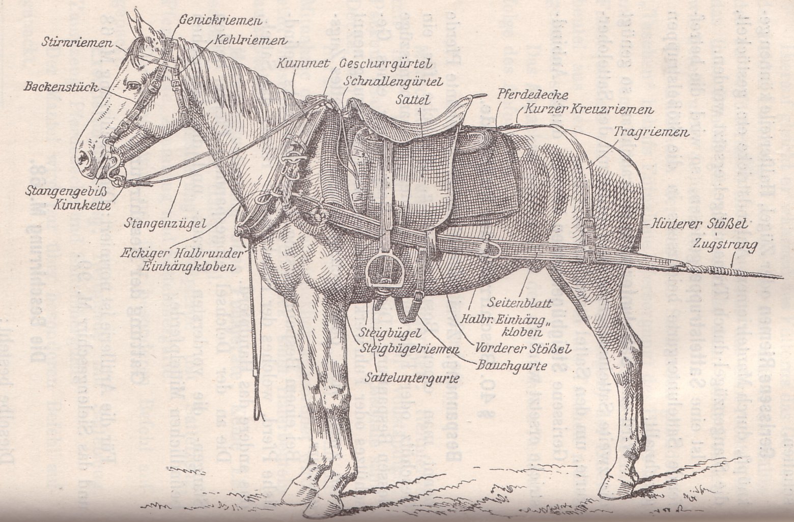 Austro-Hungarian Driver Horse Rig