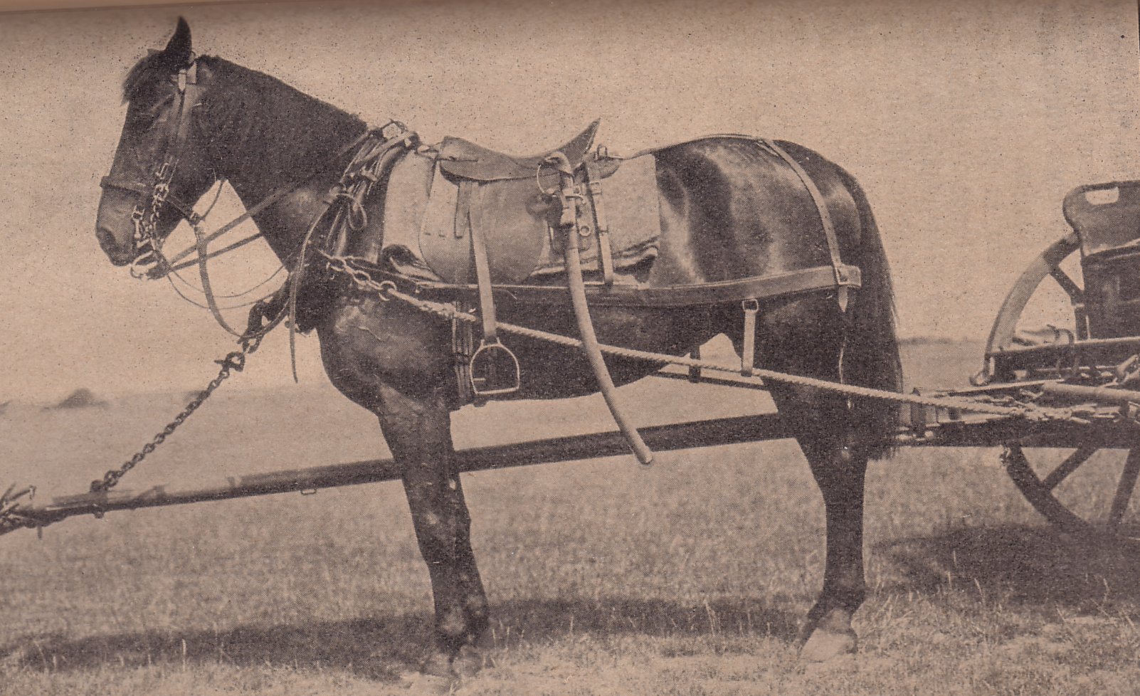 Bavarian Field Artillery Rig